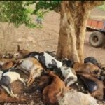 ಆಯನೂರು, ಕುಂಸಿ ಸುತ್ತಮುತ್ತ ಭಾರಿ ಮಳೆ, ಸಿಡಿಲಿಗೆ 40 ಕುರಿಗಳು ಸಾವು