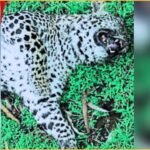 ಶಿಕಾರಿಪುರದ ಹೊಸೂರಿನಲ್ಲಿ ಚಿರತೆಯ ಕಳೆಬರ ಪತ್ತೆ