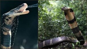 GridArt_20250906_083843118