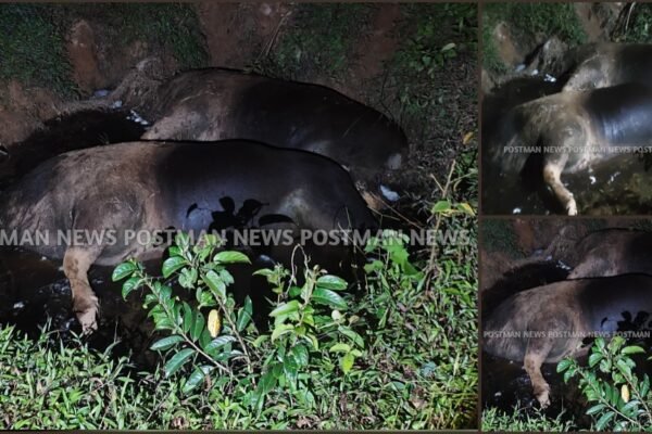 HUMACHA | ಎರಡು ಕಾಡುಕೋಣಗಳ ಮೃತದೇಹ ಅನುಮಾನಾಸ್ಪದ ರೀತಿಯಲ್ಲಿ ಪತ್ತೆ – ವಿಷಪ್ರಯೋಗ ಶಂಕೆ!